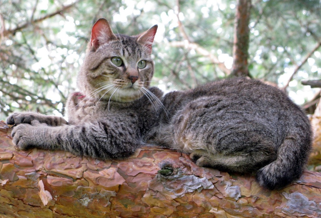 Кошка породы пиксибоб - характеристика и особенности породы - мир кошек
