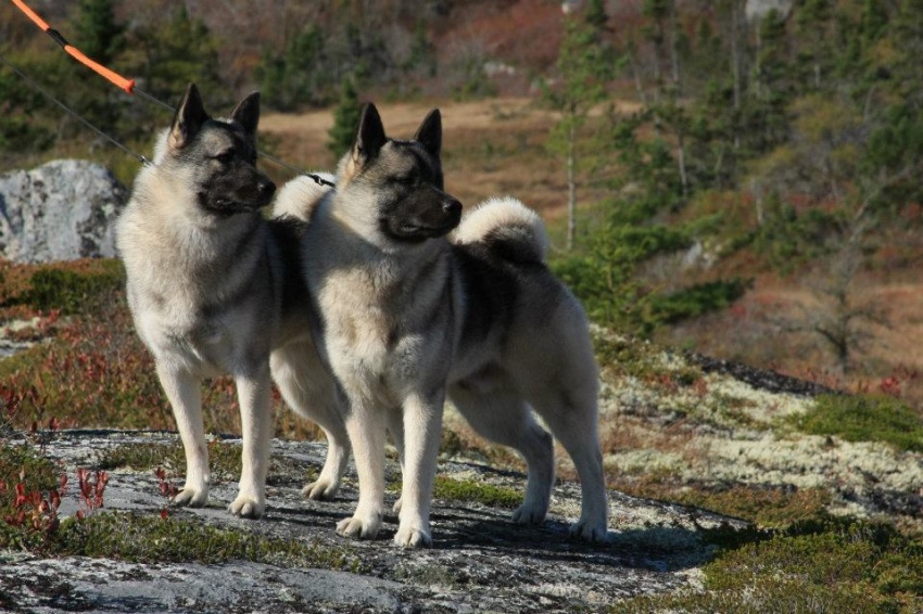 Красивая и умная порода собак – норвежская лайка или бухунд