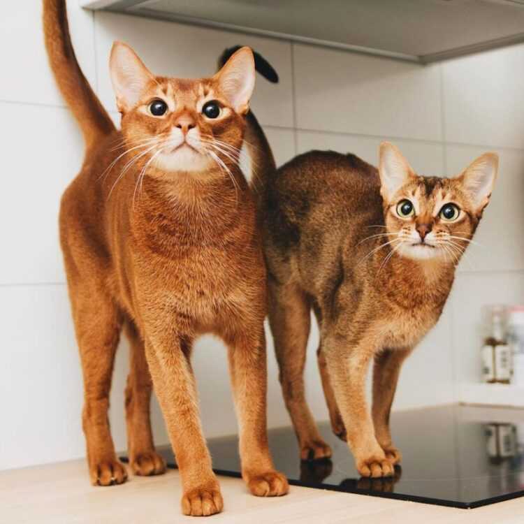Чаузи: кошки и коты