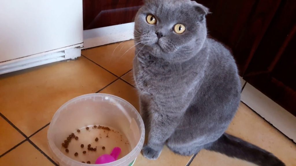 Чем кормить шотландского котенка: рацион по возрастам, правила питания, запрещенные продукты
