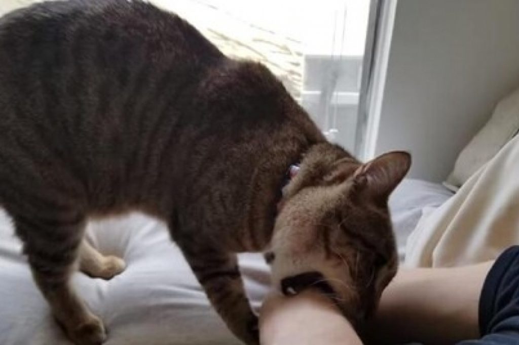 15 раздражающих признаков того, что кошка признается человеку в любви | за права животных