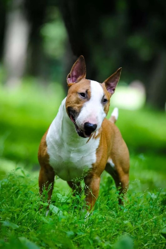Описание породы собак бультерьер с отзывами владельцев и фото