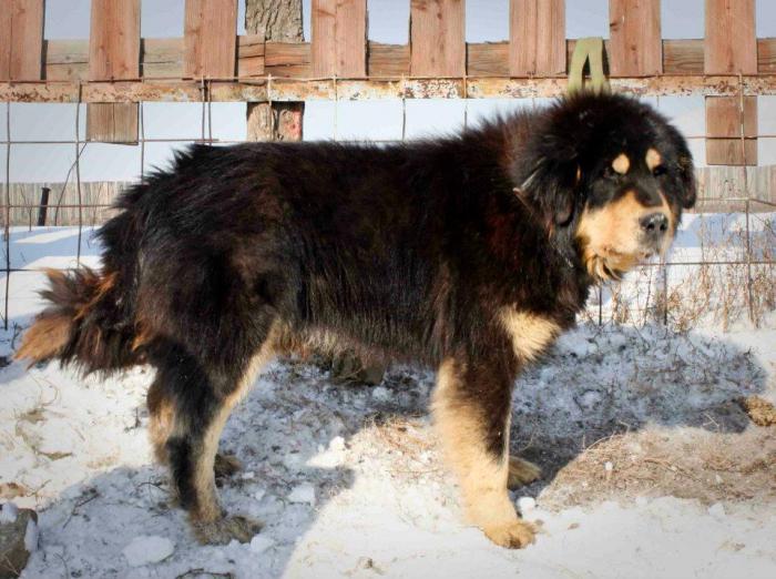 Характеристика собак породы бурят-монгольский волкодав с отзывами и фото