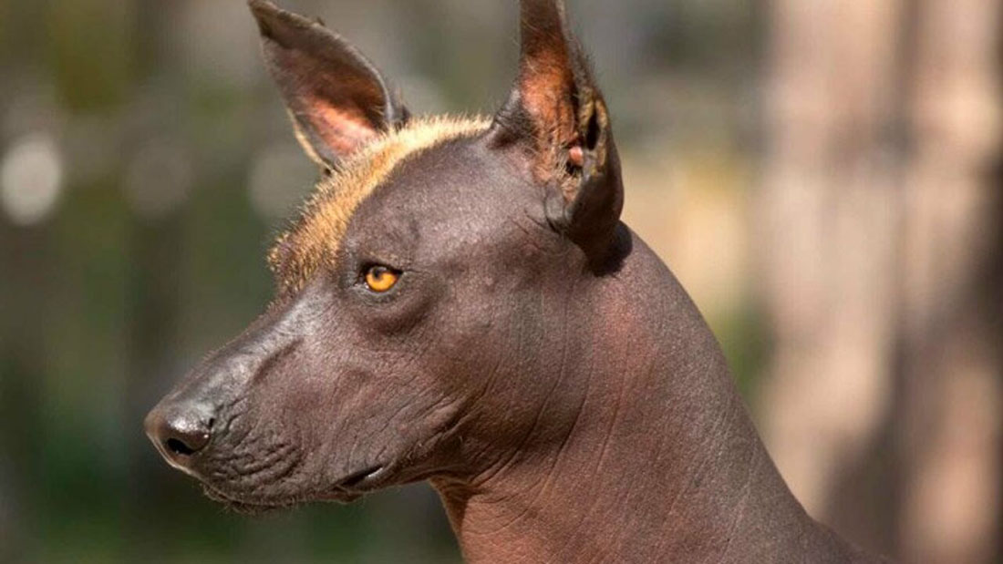 Голая собака инков: описание породы, характеристика, фото | все о собаках