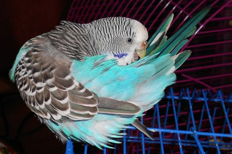 Почему попугаи выщипывают перья у своих птенцов