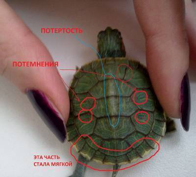 Как определить пол черепахи