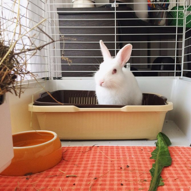 Декоративные кролики: стоит ли заводить - ростки жизни