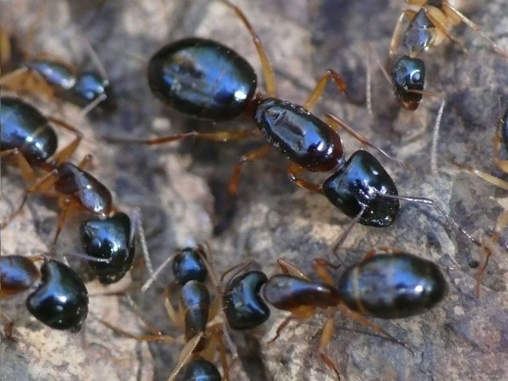 Camponotus nicobarensis (рыжий реактивный муравей)