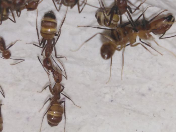 Род camponotus – муравьи-древоточцы