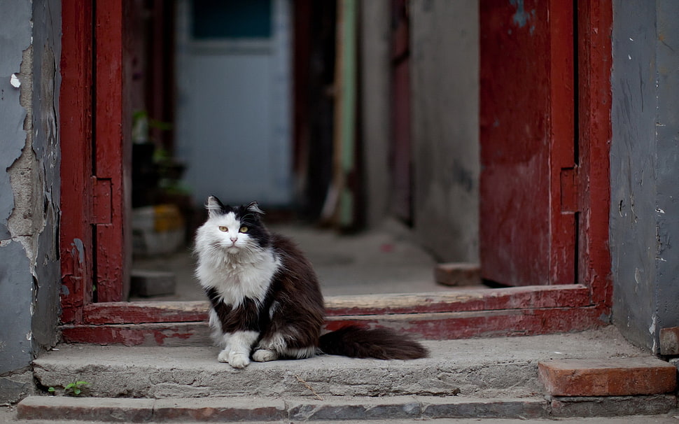 Беспородные кошки: внешний вид, особенности содержания и кормления, отличия дворовых котов