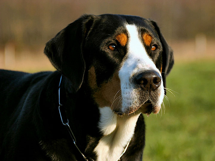 Швейцарский зенненхунд собака. описание, особенности, уход и цена породы