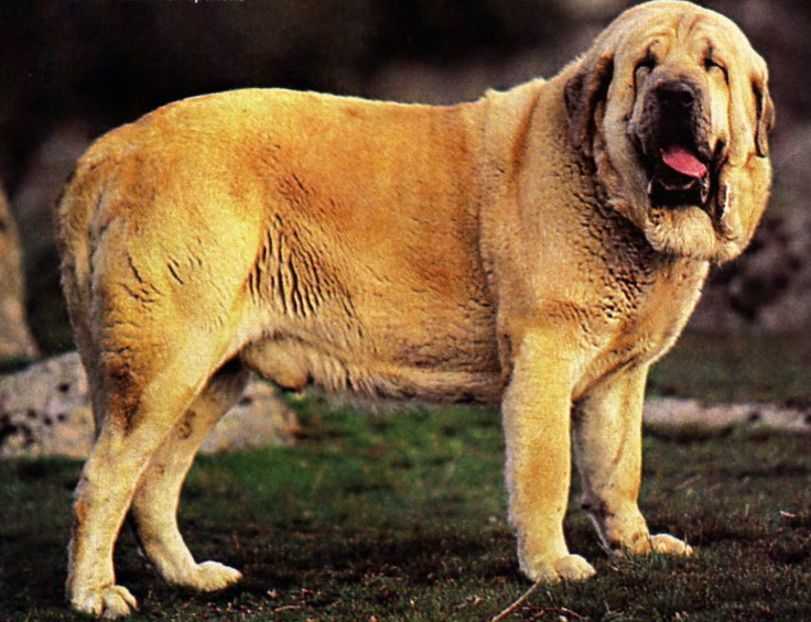 Испанский мастиф: фото и все о породе собак, особенности характера, содержания и ухода, цена, выбор щенка