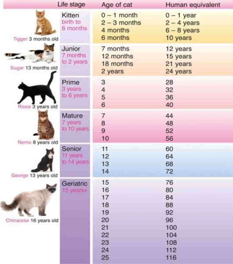 Возраст кошки по человеческим меркам и таблица перевода