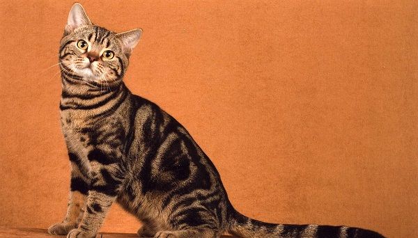Окрасы кошек. общая информация