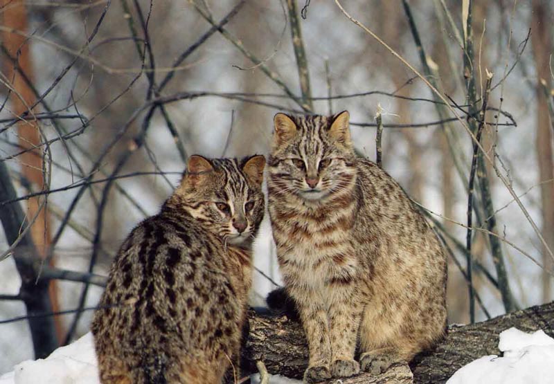 Описание амурских лесных котов — особенности дальневосточной дикой породы