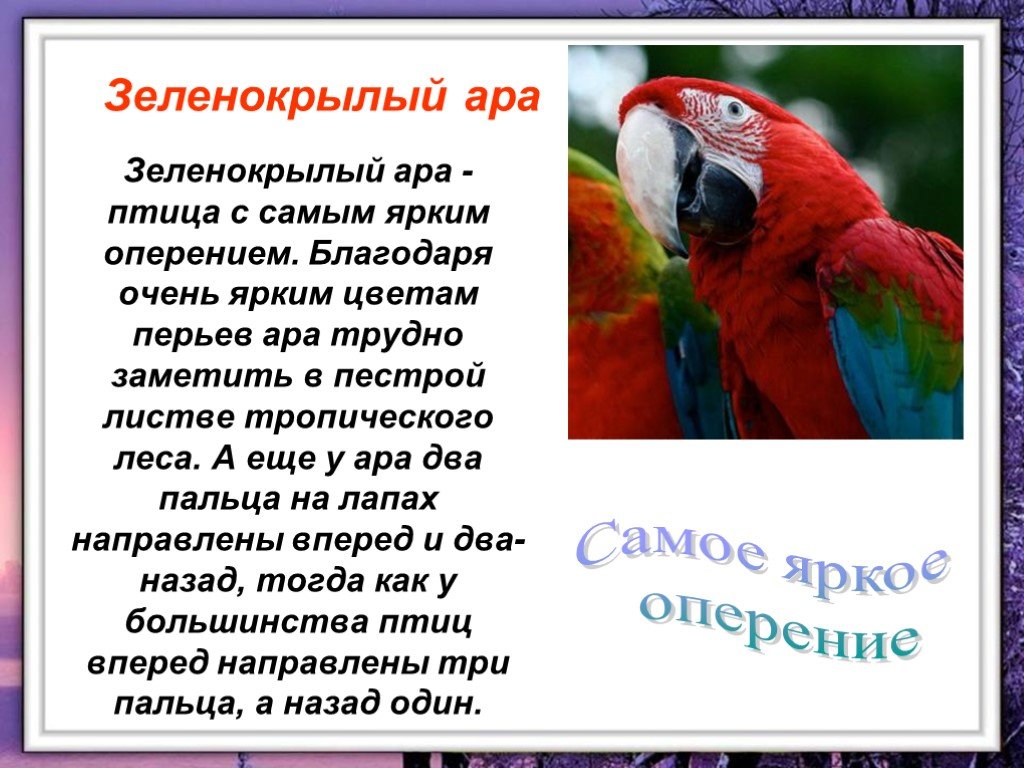 Интересные факты о волнистых попугаях: что нужно знать детям и взрослым о птицах, информация о питании, размножении и других привычках