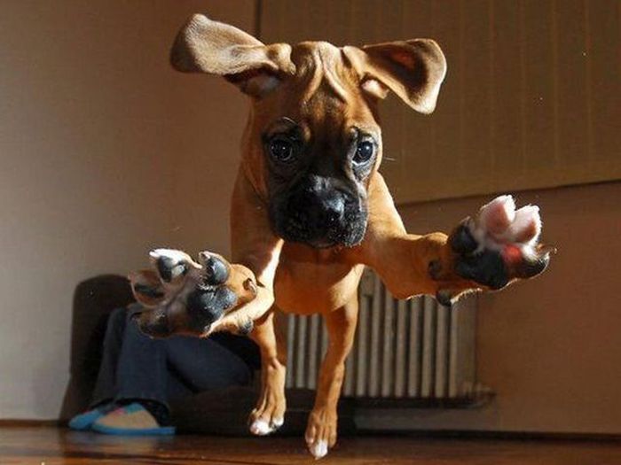 Самые смешные и забавные породы собак с фотографиями