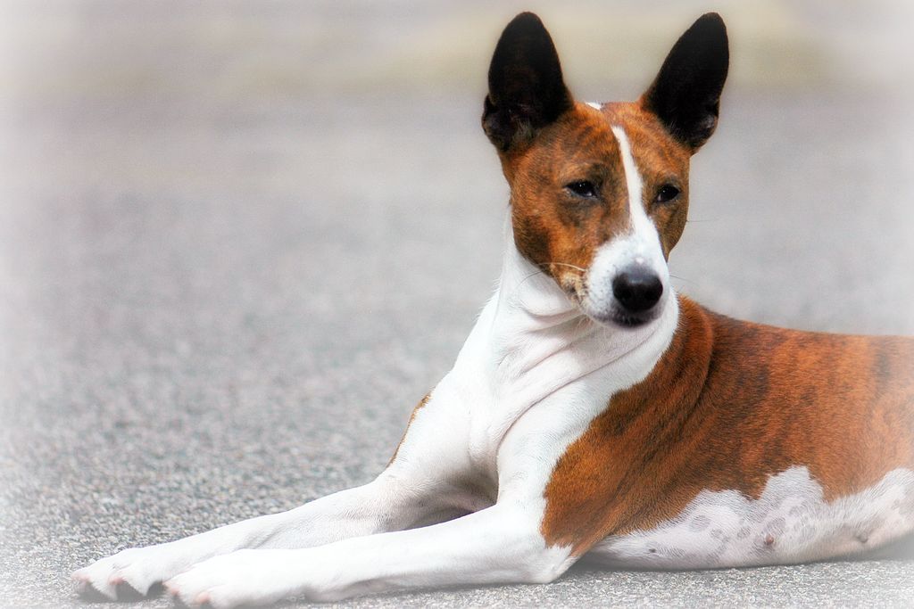 Порода собак басенджи: происхождение, здоровье, правила ухода | блог ветклиники "беланта"