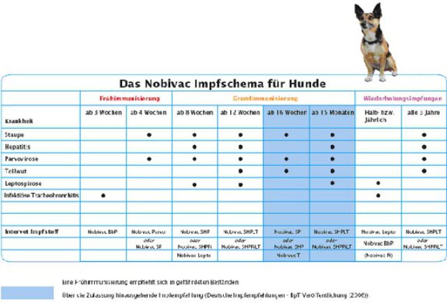 Прививки собакам по возрасту таблица - цена в zoostatus