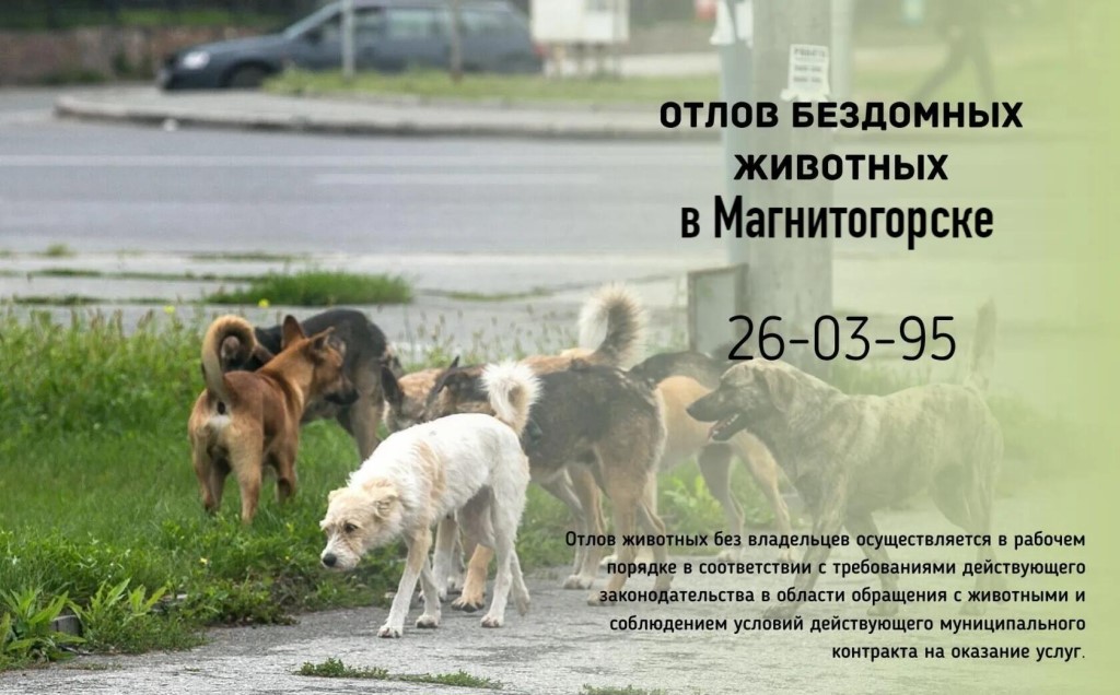 «мы не наделены никакими правами». как работает закон об ответственном обращении с животными — на примере кирова · «7x7» горизонтальная россия