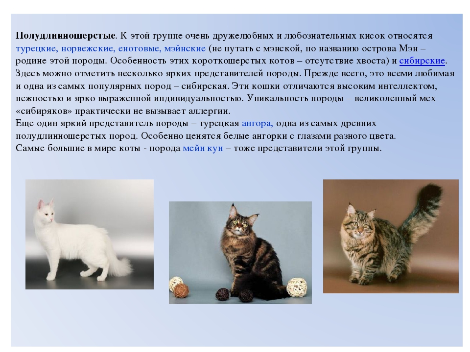 Турецкий ван (турецкая ванская кошка): описание, фото, стандарт, характер