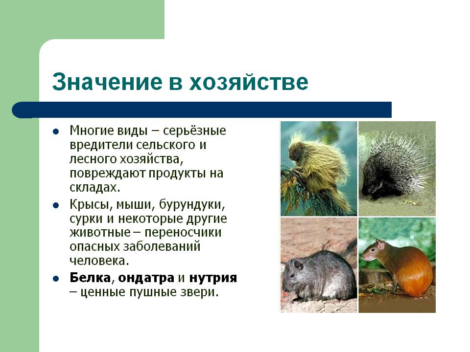 Презентация про грызунов биология 7 класс
