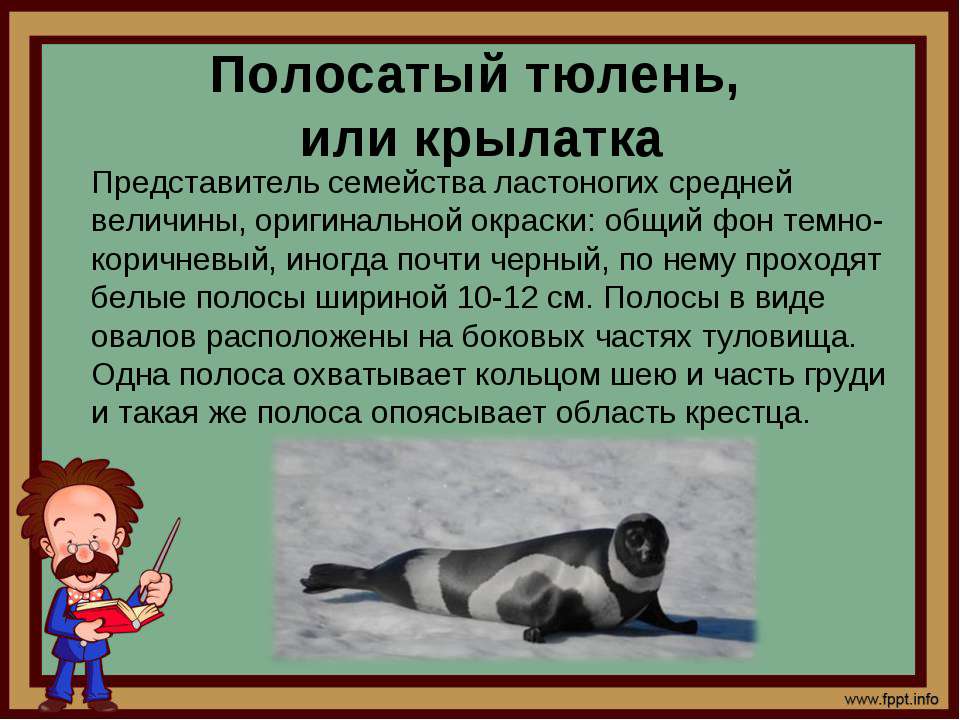Серый тюлень (фото): как выглядит, где обитает, чем питается и интересные факты