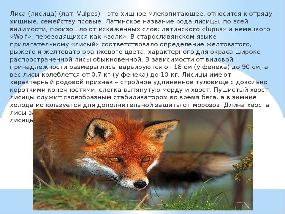 Прочитайте текст и выполните задания лисица обыкновенная. Лисица описание. Интересные сведения о лисе. Лиса доклад. Лиса млекопитающее животное.