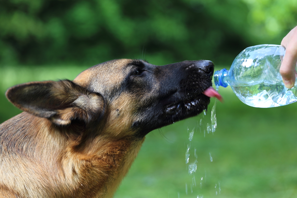 Собака не пьет воду но ест: причины, как заставить щенка попить