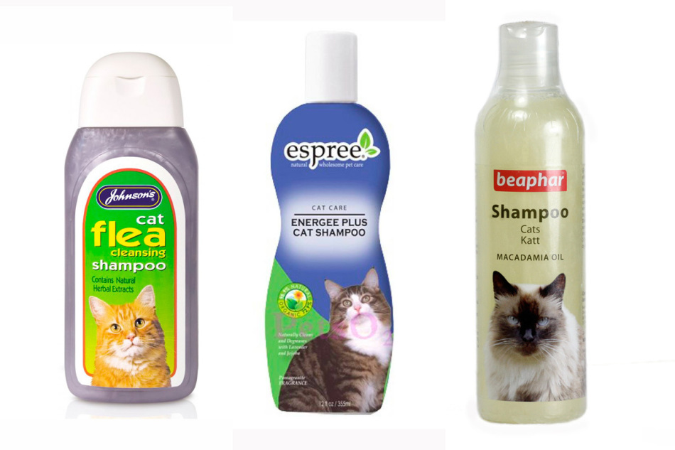 Шампунь для кошек: виды (сухой, лечебный и другие), как выбрать наиболее подходящий для своего питомца, как применять, отзывы