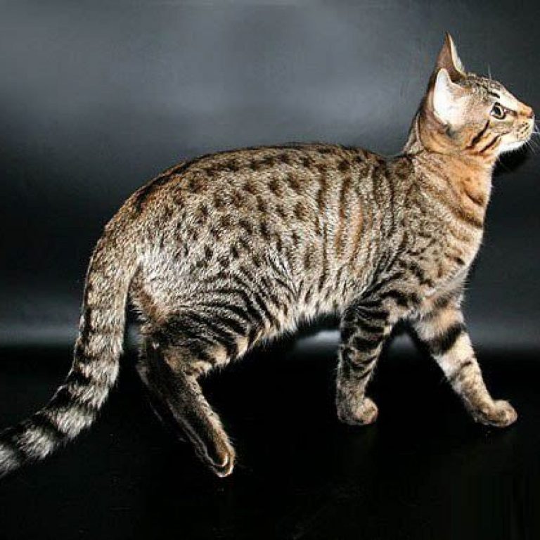 Турецкий ван: все о кошке, фото, описание породы, характер, цена