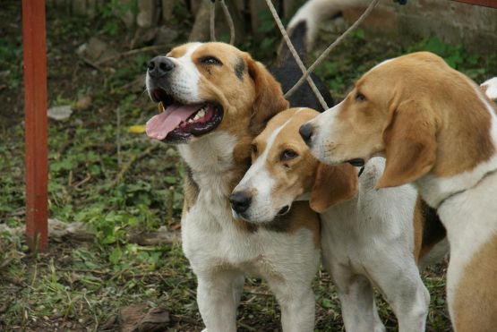 5 охотничьих пород собак, которые могут стать верными друзьями