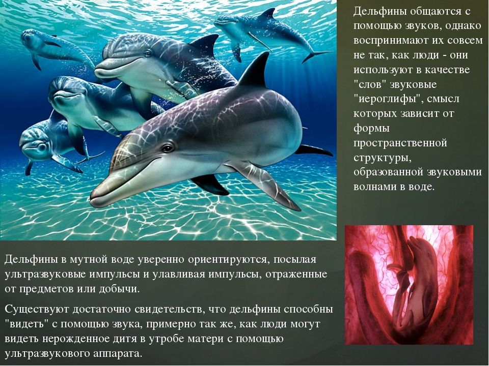 Действительно ли дельфины так умны, как о них говорят? - hi-news.ru.