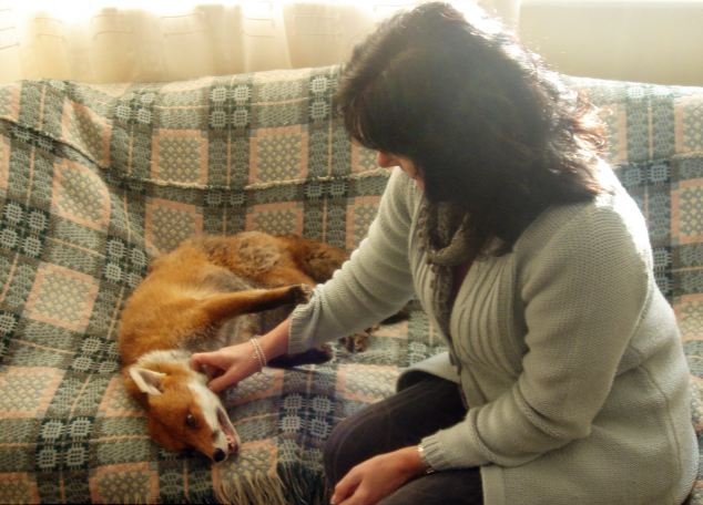 Домашняя лиса – каких животных можно содержать дома, преимущества и недостатки хищников