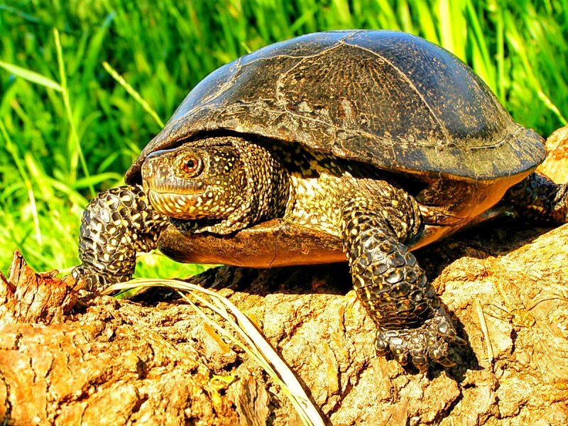 Болотная черепаха: обзор рептилии, фото, интересные факты, размеры, ареал, питание