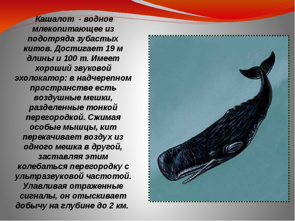 Что такое китообразные: усатые киты? значение kitoobraznie usatie kiti, энциклопедия кольера