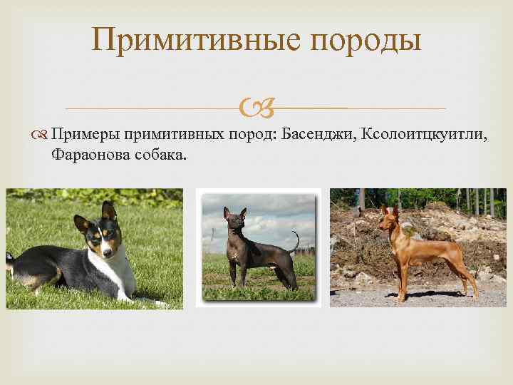 Классификация пород собак. отличия классификации fci и акс.. происхождение собак и их породная классификация