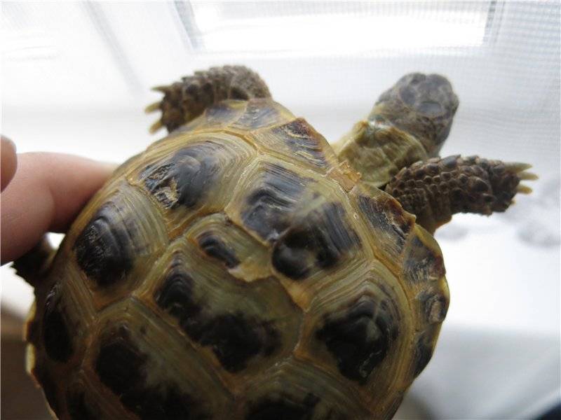 Болезни красноухих черепах: симптомы и способы лечения