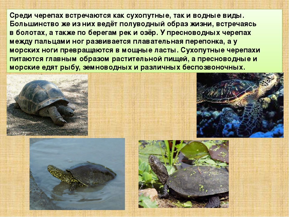 Красноухая черепаха: обзор видов рептилий, фото, внешний вид, повадки, размеры, отличия
