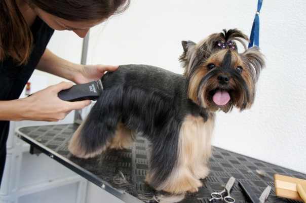 Стрижки йоркширского терьера (53 фото): как подстричь собак-мальчиков и девочек в домашних условиях? виды причесок