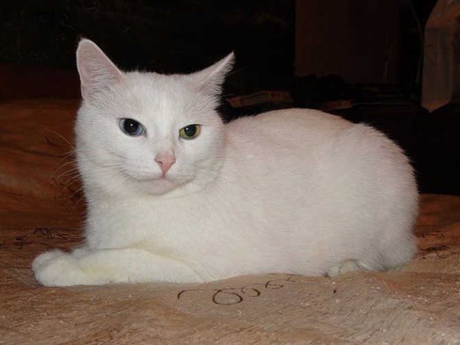 Анатолийская кошка (турецкая короткошерстная)