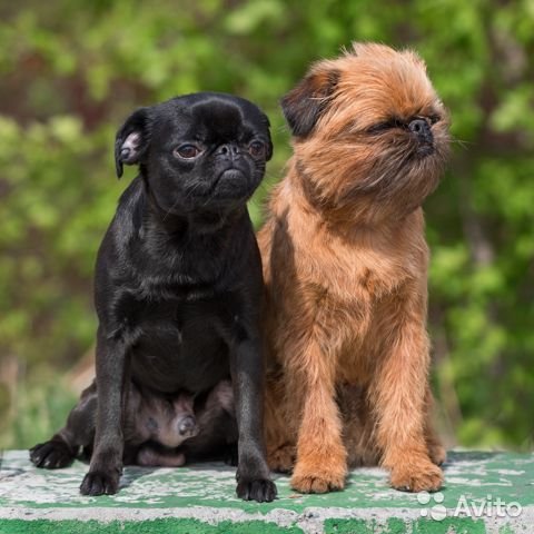 Гриффон — характеристика породы собак | блог ветклиники "беланта"
