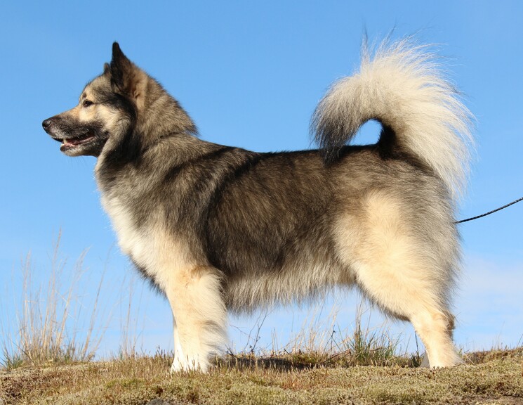 Исландская собака — шпиц по происхождению и овчарка по призванию