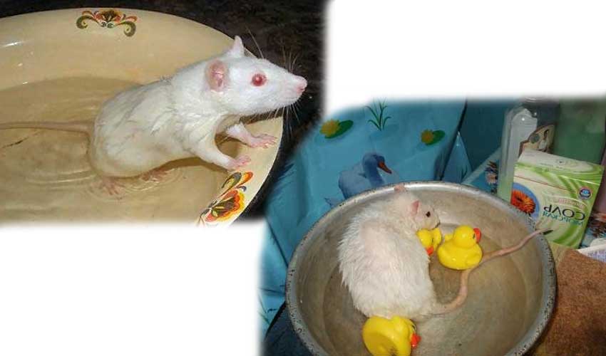 Можно ли мыть крысу: инструкция по купанию декоративных крыс в домашних условиях