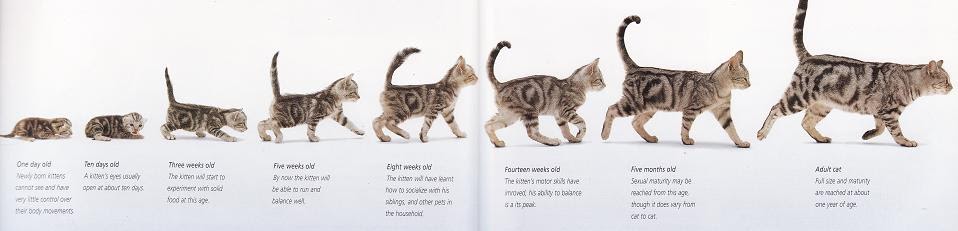 Как определить возраст кошки по зубам, весу, шерсти, глазам