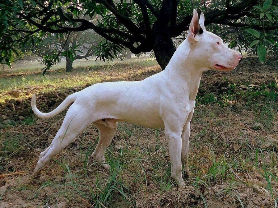 Гуль донг (пакистанский бульдог): описание породы собак с фото и видео