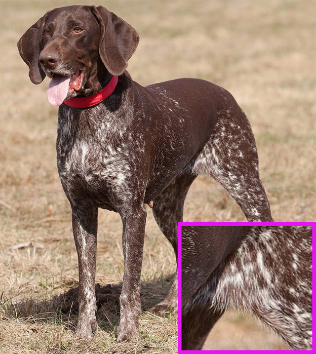 Курцхаар фото, описание породы собак, цена щенка, отзывы