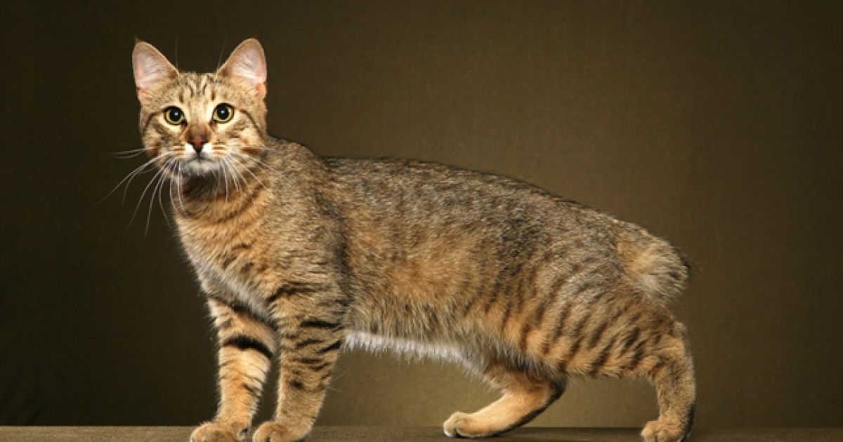 Кошка породы пиксибоб - 80 фото, описание стандарта и характер свойственный породе