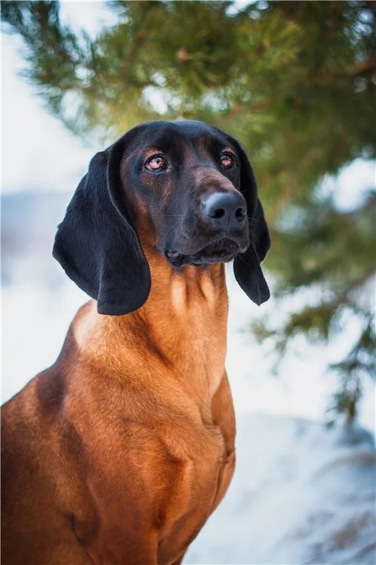 Характеристика собак породы баварская горная гончая с отзывами и фото