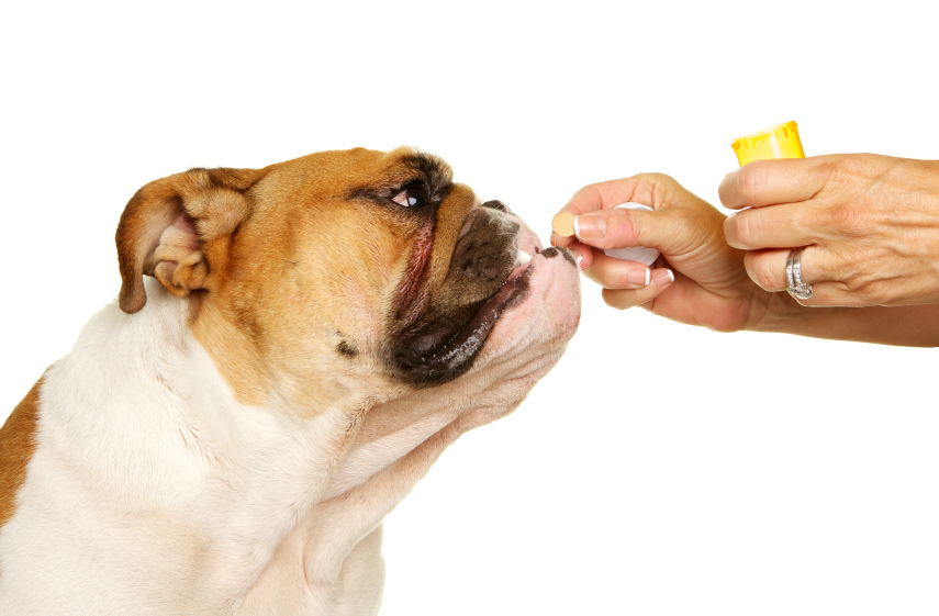 Как правильно давать таблетки собакам? | блог ветклиники "беланта"